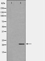 Cripto Antibody in Western Blot (WB)