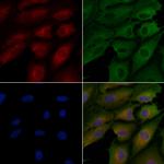 TNN Antibody in Immunocytochemistry (ICC/IF)