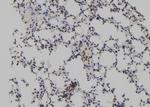 TET2 Antibody in Immunohistochemistry (Paraffin) (IHC (P))