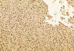 TET2 Antibody in Immunohistochemistry (Paraffin) (IHC (P))