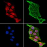 TFCP2L1 Antibody in Immunocytochemistry (ICC/IF)