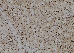 TFCP2L1 Antibody in Immunohistochemistry (Paraffin) (IHC (P))