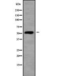 TFCP2L1 Antibody in Western Blot (WB)