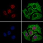 TFAP4 Antibody in Immunocytochemistry (ICC/IF)