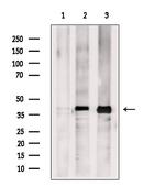 TFAP4 Antibody in Western Blot (WB)