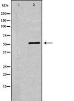 TFEB Antibody in Western Blot (WB)