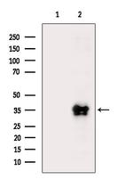 TFPI Antibody in Western Blot (WB)