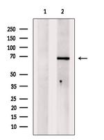 TGFBI Antibody in Western Blot (WB)