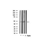 PAR1 Antibody in Western Blot (WB)