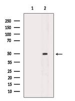 PAR1 Antibody in Western Blot (WB)