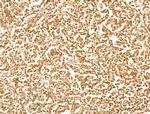 TIM-4 Antibody in Immunohistochemistry (Paraffin) (IHC (P))