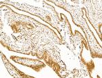 TIM-4 Antibody in Immunohistochemistry (Paraffin) (IHC (P))