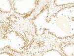 TIM-4 Antibody in Immunohistochemistry (Paraffin) (IHC (P))