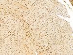 TIM-4 Antibody in Immunohistochemistry (Paraffin) (IHC (P))