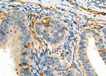 TMPRSS2 Antibody in Immunohistochemistry (Paraffin) (IHC (P))