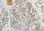 TNF beta Antibody in Immunohistochemistry (Paraffin) (IHC (P))