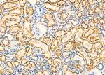 TNF beta Antibody in Immunohistochemistry (Paraffin) (IHC (P))