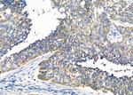 TNF beta Antibody in Immunohistochemistry (Paraffin) (IHC (P))