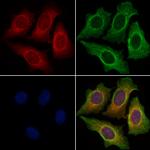 OX40L Antibody in Immunocytochemistry (ICC/IF)