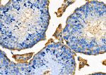 OX40L Antibody in Immunohistochemistry (Paraffin) (IHC (P))