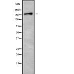 TNIK Antibody in Western Blot (WB)