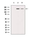 TRAP220 Antibody in Western Blot (WB)