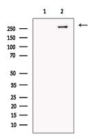 TCHH Antibody in Western Blot (WB)