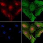 TROY Antibody in Immunocytochemistry (ICC/IF)