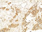 TROY Antibody in Immunohistochemistry (Paraffin) (IHC (P))