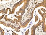 TROY Antibody in Immunohistochemistry (Paraffin) (IHC (P))