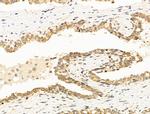 TROY Antibody in Immunohistochemistry (Paraffin) (IHC (P))