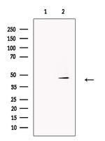 TROY Antibody in Western Blot (WB)