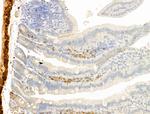 TTC7A Antibody in Immunohistochemistry (Paraffin) (IHC (P))