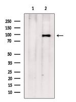 TTC7A Antibody in Western Blot (WB)