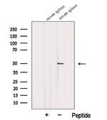 EAP2 Antibody in Western Blot (WB)