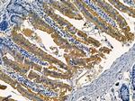 GCP5 Antibody in Immunohistochemistry (Paraffin) (IHC (P))