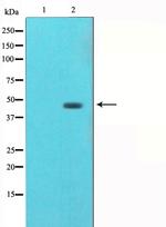 gamma Tubulin Antibody in Western Blot (WB)