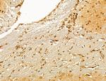 TUT1 Antibody in Immunohistochemistry (Paraffin) (IHC (P))