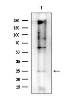 TWIST1 Antibody in Western Blot (WB)