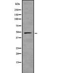 UBA3 Antibody in Western Blot (WB)