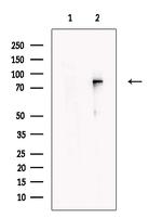 Kindlin 3 Antibody in Western Blot (WB)