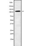 USP35 Antibody in Western Blot (WB)