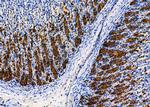 WARS Antibody in Immunohistochemistry (Paraffin) (IHC (P))