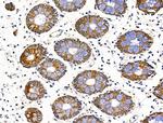 WIPI1 Antibody in Immunohistochemistry (Paraffin) (IHC (P))