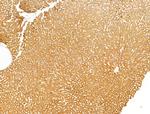 WIPI1 Antibody in Immunohistochemistry (Paraffin) (IHC (P))