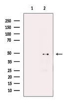 WIPI1 Antibody in Western Blot (WB)