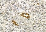 XCR1 Antibody in Immunohistochemistry (Paraffin) (IHC (P))