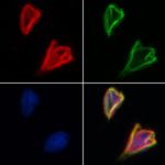 SLC7A11 Antibody in Immunocytochemistry (ICC/IF)