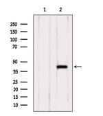 SLC7A11 Antibody in Western Blot (WB)