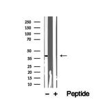 SLC7A11 Antibody in Western Blot (WB)